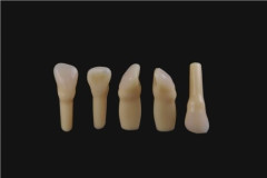 DENTI VIVAD.RICAMBIO PREP.MODEL 12 CONF.X5 599842