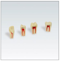 MODELLO FRASACO RIC.DENTE ENDO N.21