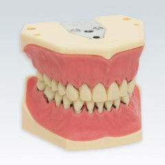 MODELLO FRASACO BOCCA AG3 CON MANDIBOLA SUP. E INF. 32 DENTI